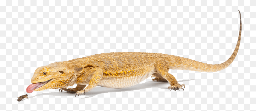 748x304 Bearded Dragon File Transparent Background Bearded Dragon, Lizard, Reptile, Animal HD PNG Download