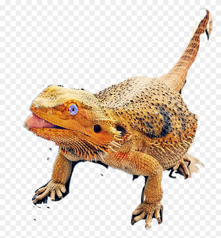 1024x1112 Бородатый Дракон Большая Короткорогая Ящерица, Рептилия, Животное, Игуана Png Скачать