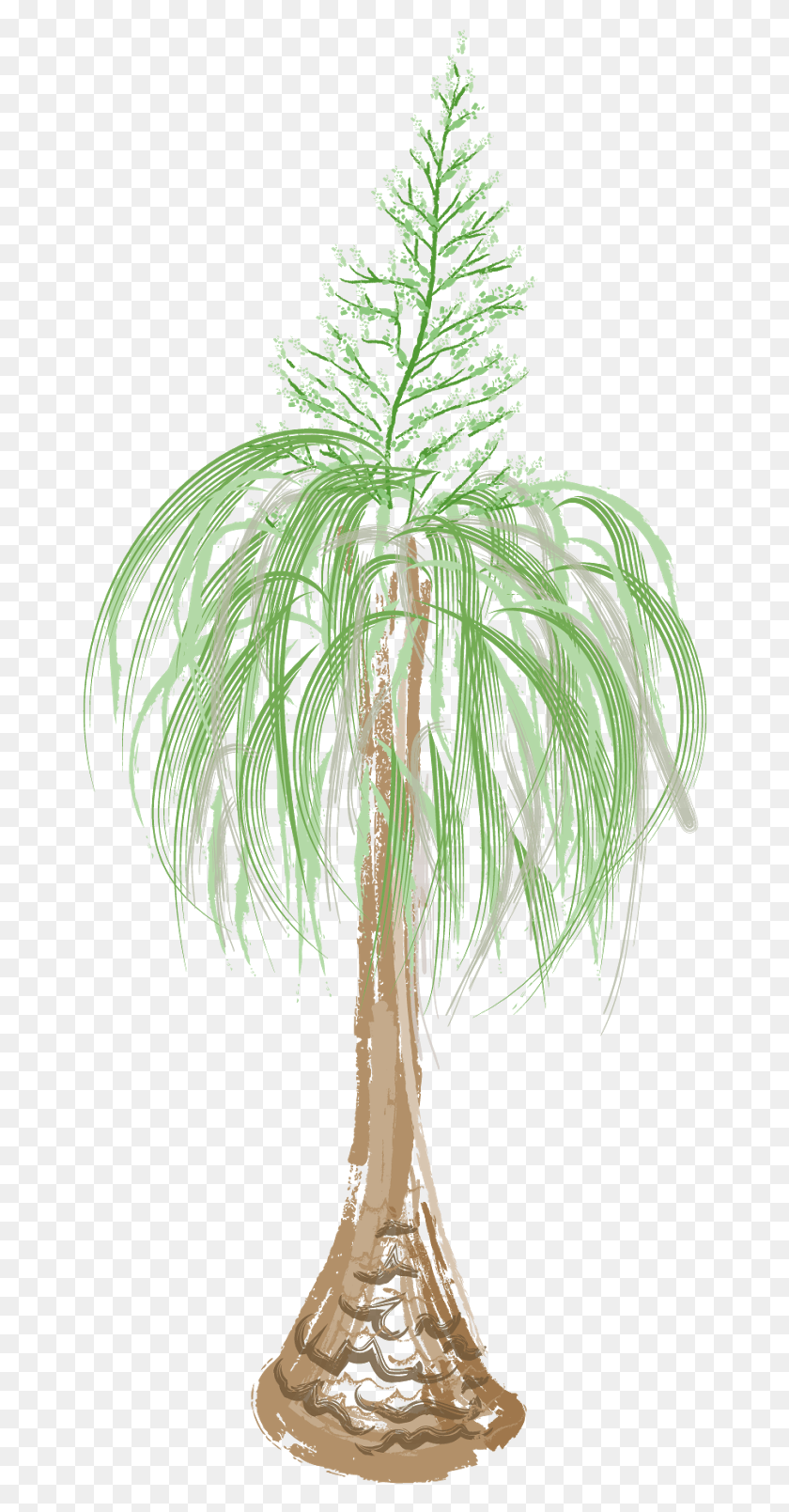 666x1549 Beaucarnea Recurvata Roystonea, Растение, Дерево, Куст Hd Png Скачать