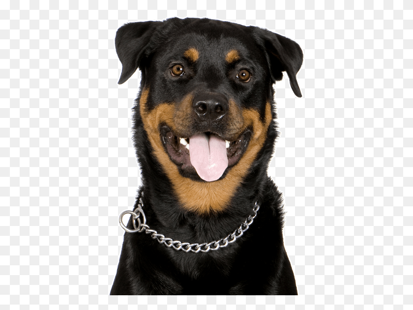 401x571 Beauceron Puppies Dogs Fluffy Rottweiler Puppies, Dog, Pet, Canine HD PNG Download