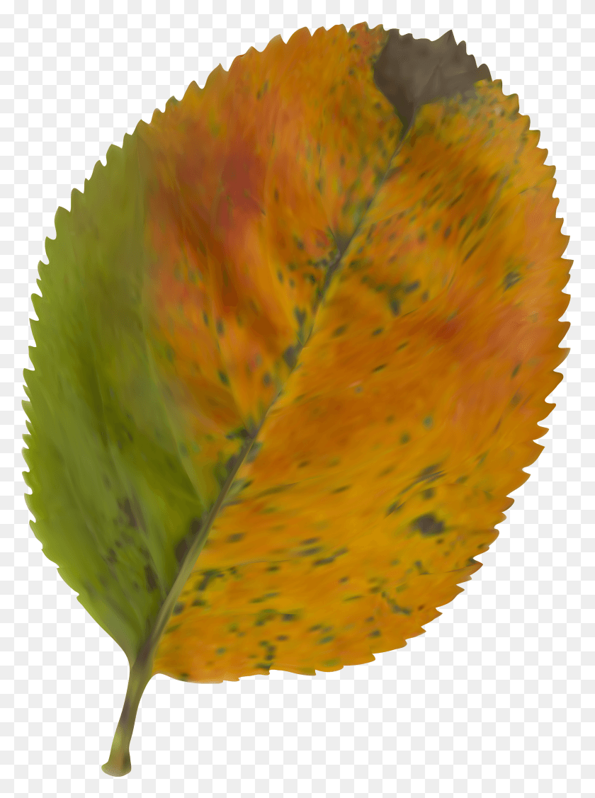 2859x3913 Beautiful Autumn Leaf Clipart Image Gallery Belt Drive Electric Scooter HD PNG Download