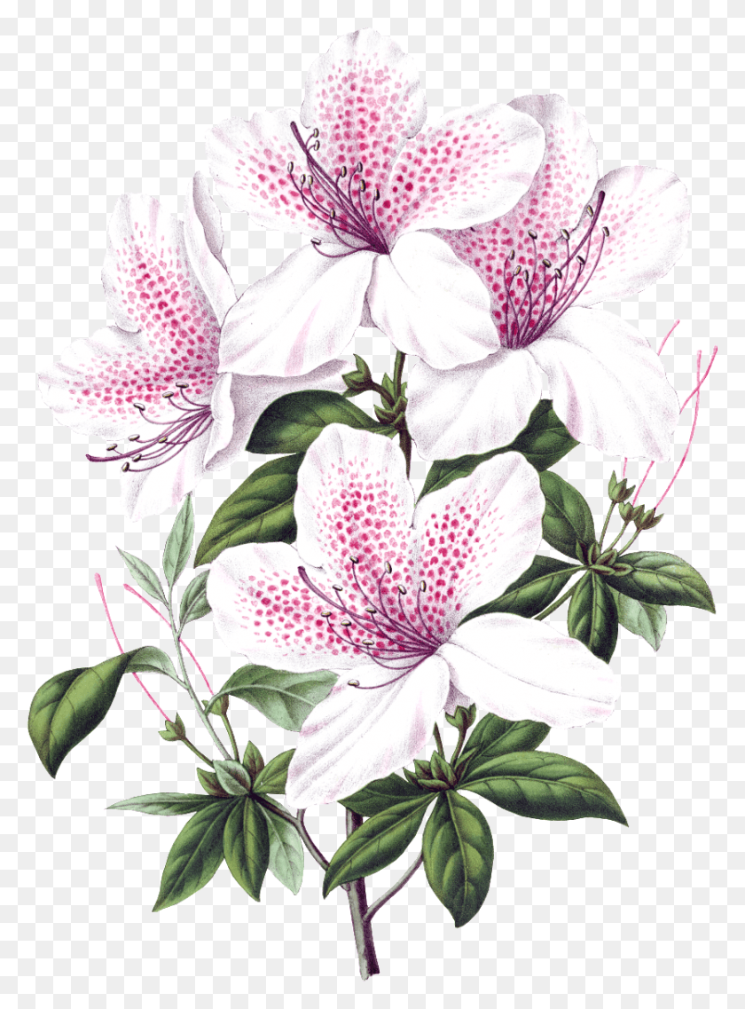835x1153 Beautiful Blooming Lily Flowers Transparent, Plant, Flower, Blossom HD PNG Download
