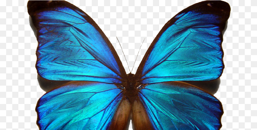 669x425 Beautiful Blue Morpho Butterfly, Animal, Insect, Invertebrate, Person Sticker PNG