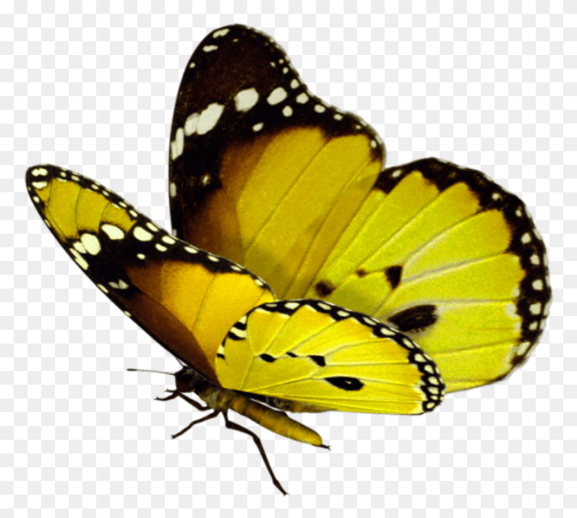 863x768 Красивая Бабочка Бабочка Летит На Прозрачном Фоне, Насекомое, Беспозвоночное, Животное Png Скачать