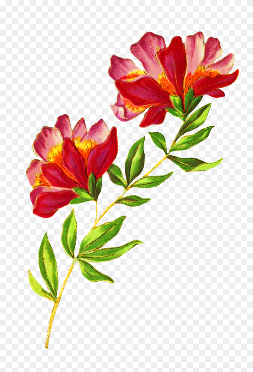 972x1464 Красивые Цветы Поздравительная Открытка, Растение, Цветок, Цветение Hd Png Скачать
