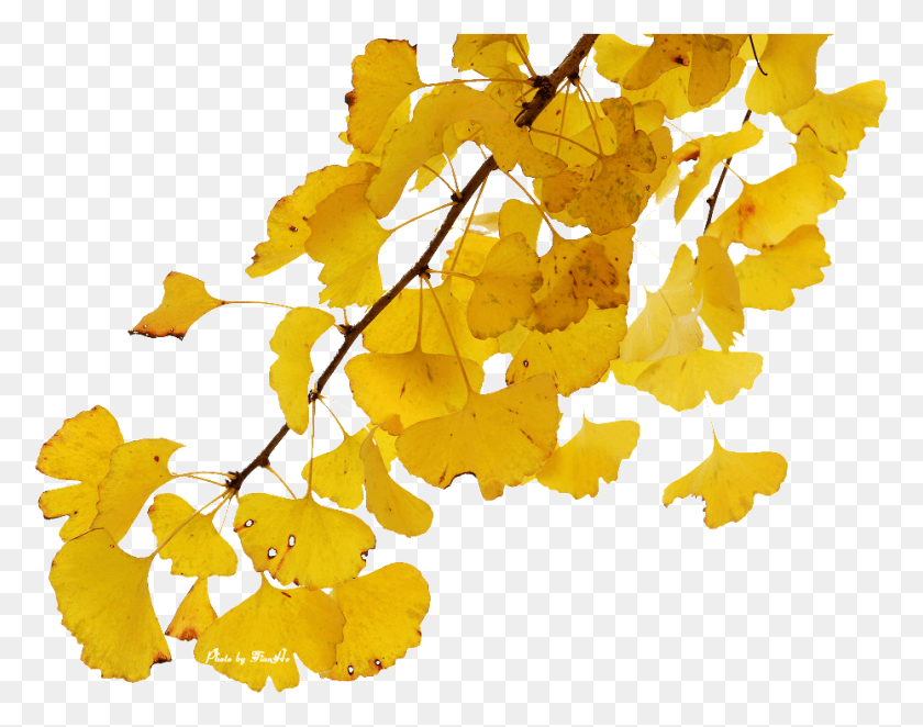 929x717 Beautiful Ginkgo Tree Branches Transparent Decorative Maidenhair Tree, Leaf, Plant, Maple HD PNG Download