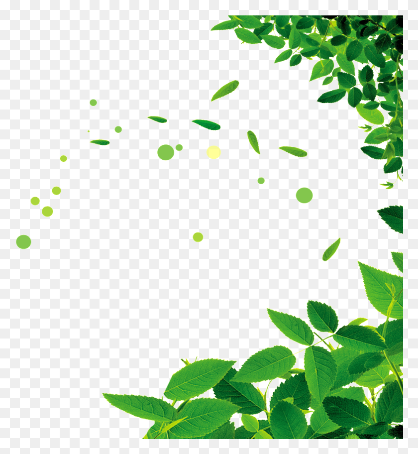 938x1025 Красивый Зеленый Лист, Лист, Растение, Растительность Hd Png Скачать