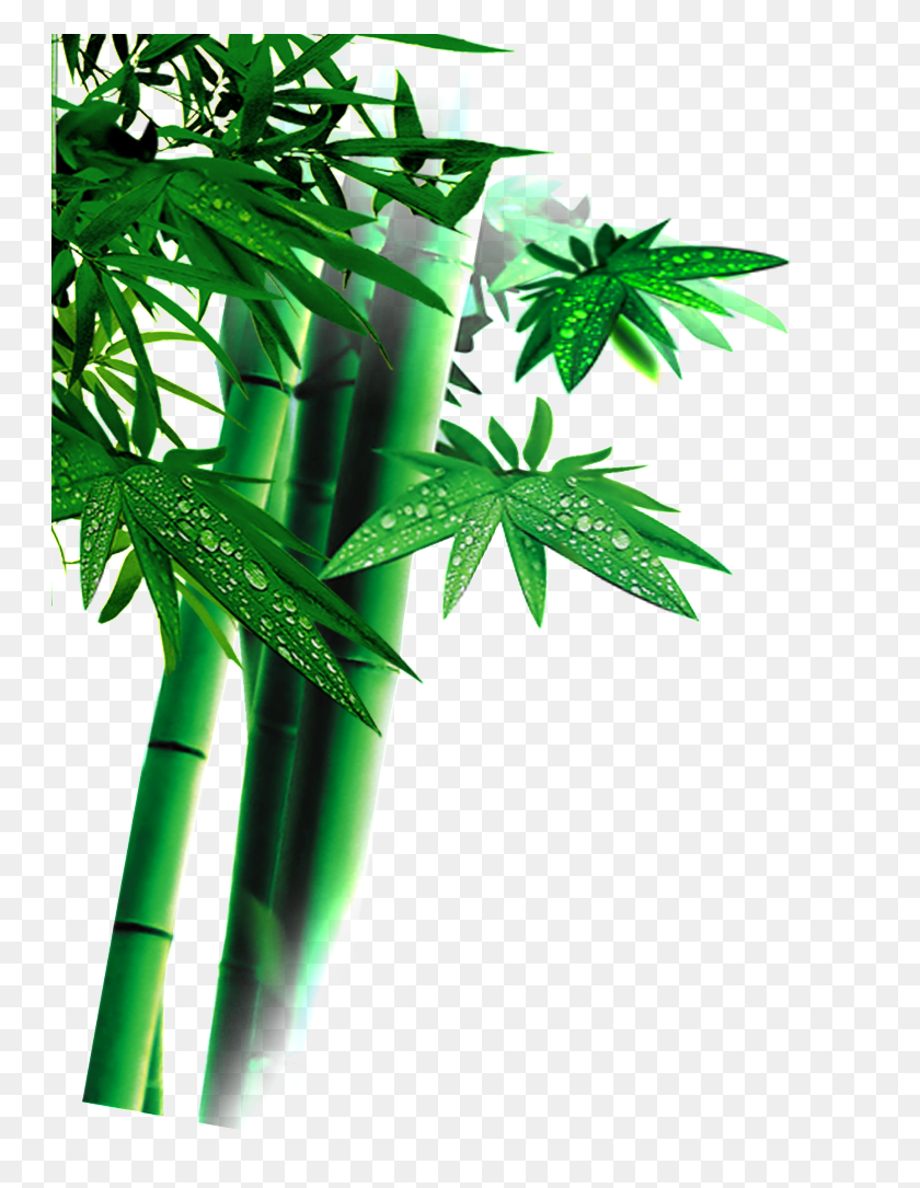 747x1025 Beautiful High Definition Green Bamboo Leaves Bamboo, Plant HD PNG Download