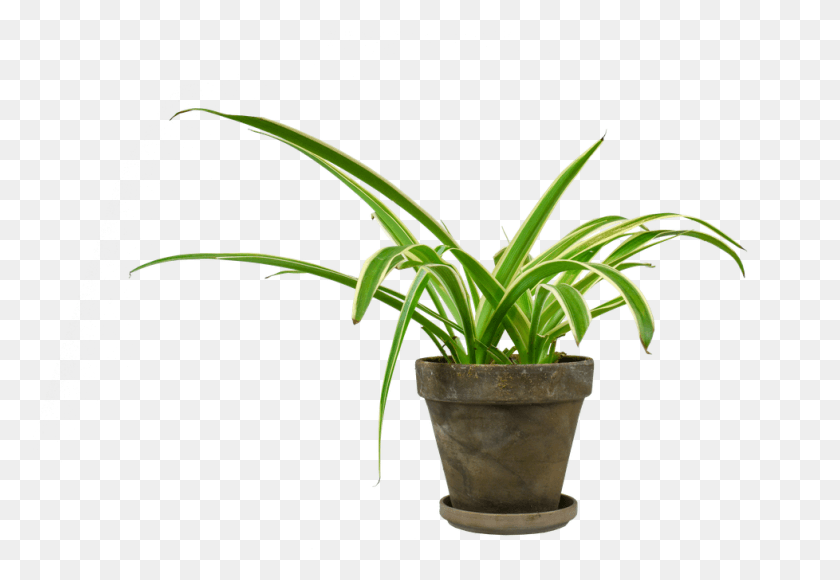 978x653 Beautiful Lush This Is What My Plant Could Have Looked, Aloe, Tree, Palm Tree HD PNG Download