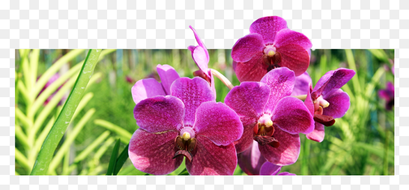 946x402 Descargar Png / Flor De La Orquídea Tailandesa Hd Png