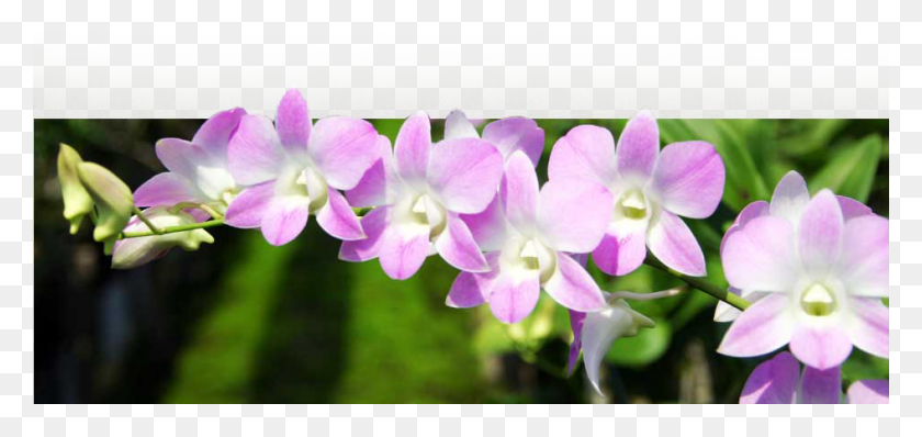 946x411 Красивые Тайские Орхидеи Тайские Орхидеи Цветок, Растение, Цветение Hd Png Скачать