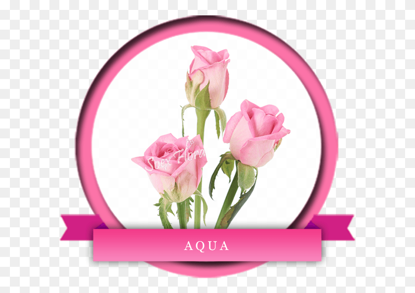 601x533 Beautiful Perfect Pink Rose One Of Its Kind Aqua Is Hybrid Tea Rose, Plant, Flower, Blossom HD PNG Download