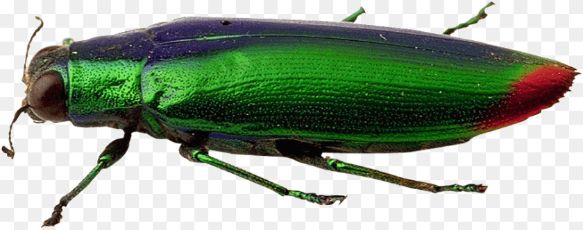 910x360 Beautiful Physical Pattern Insect Weevil, Animal, Invertebrate PNG