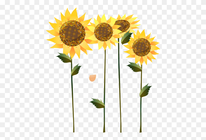 467x512 Beautiful Pictures Of Sunflower Border Sunflower, Plant, Flower, Blossom HD PNG Download