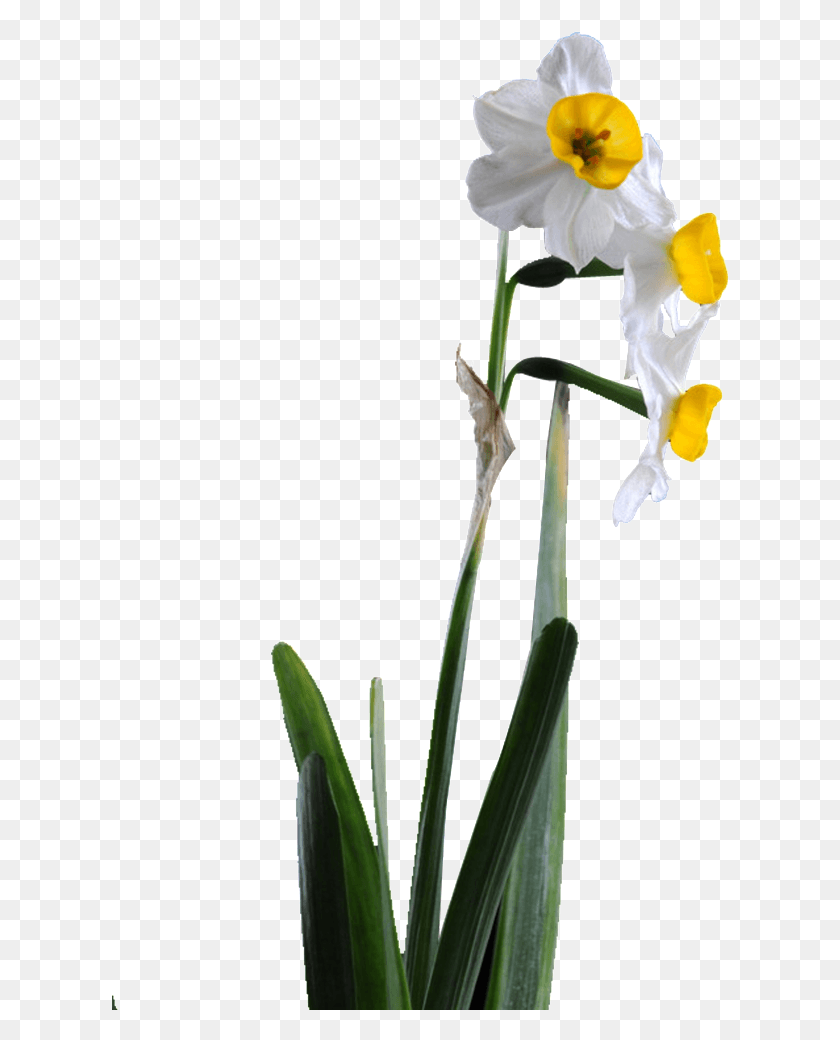 618x980 Flor Png / Narciso Png