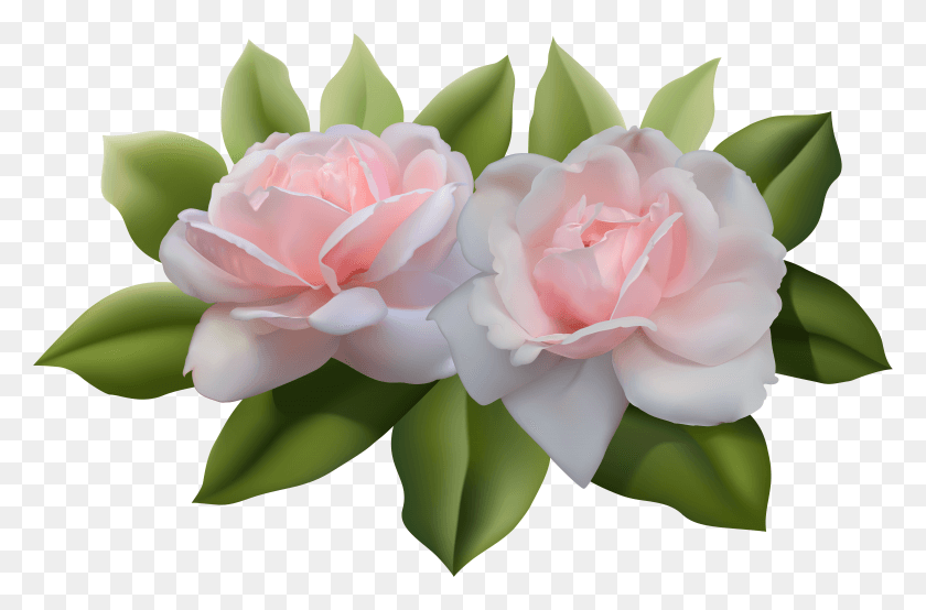 7257x4598 Beautiful Pink Roses Clipart Pink Rose Transparent HD PNG Download