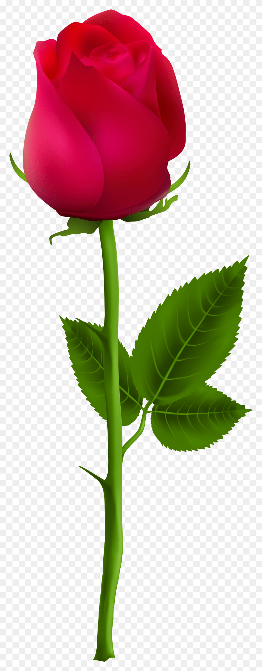 Beautiful Rose Flowers Red Flowers Red Rose Rose For Picsart, Leaf, Plant, Flower HD PNG Download