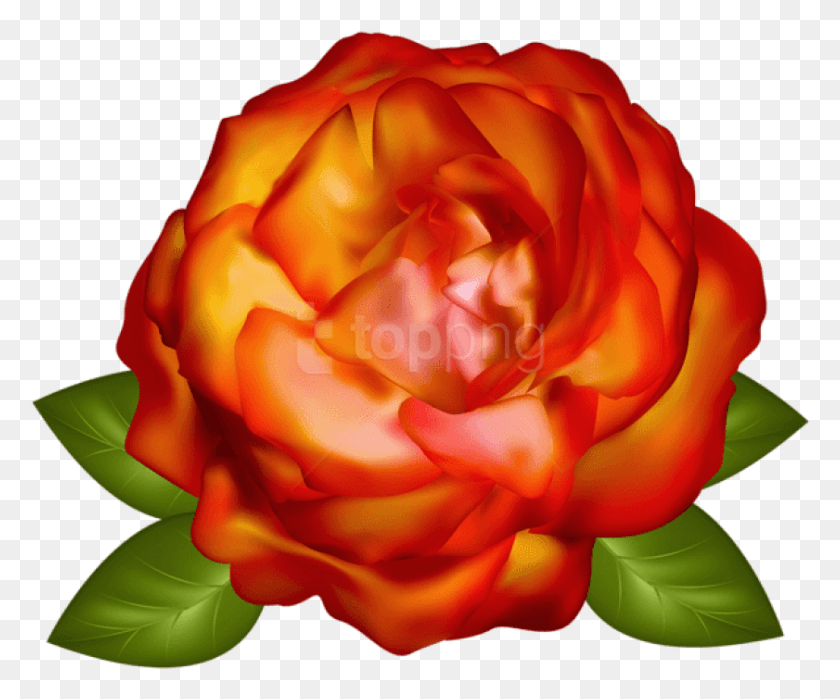 841x690 Роза Розовая Роза Розовая Роза, Цветок, Растение, Цветение Hd Png Скачать