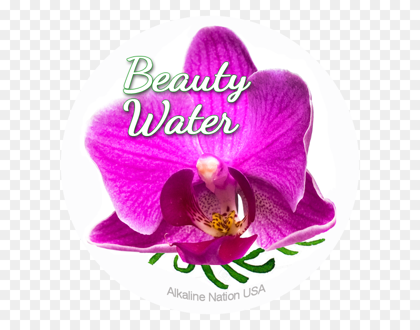 600x600 Красивая Кожа Мотылек Орхидея, Растение, Цветок, Цветение Hd Png Скачать