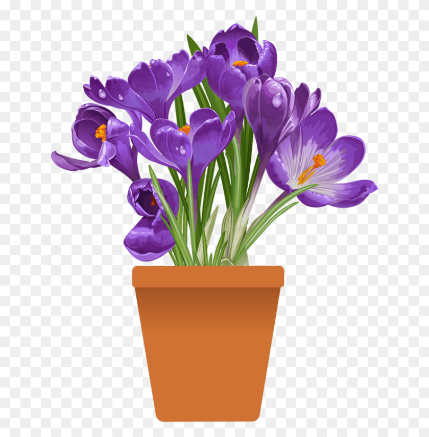 640x797 Beautiful Spring Flowers Spring Flower Plant Pot, Flower, Blossom, Iris HD PNG Download