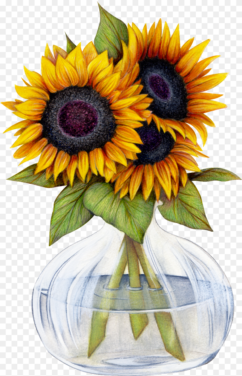 1025x1589 Beautiful Sunflower Flower Transparent Want Sunflowers Pics Clip Art, Flower Arrangement, Plant, Flower Bouquet, Jar Sticker PNG