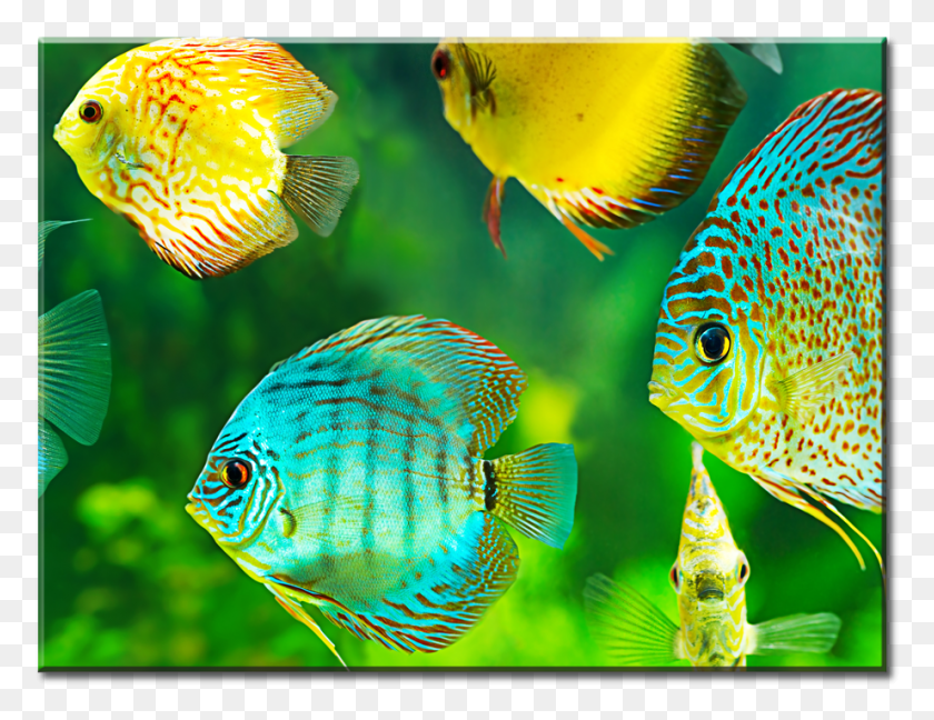 921x695 Beautiful Watch Tropical Fish Canvas Wall Art 1 Panel Scapers Tank 35l Mit Fischen, Angelfish, Sea Life, Fish HD PNG Download