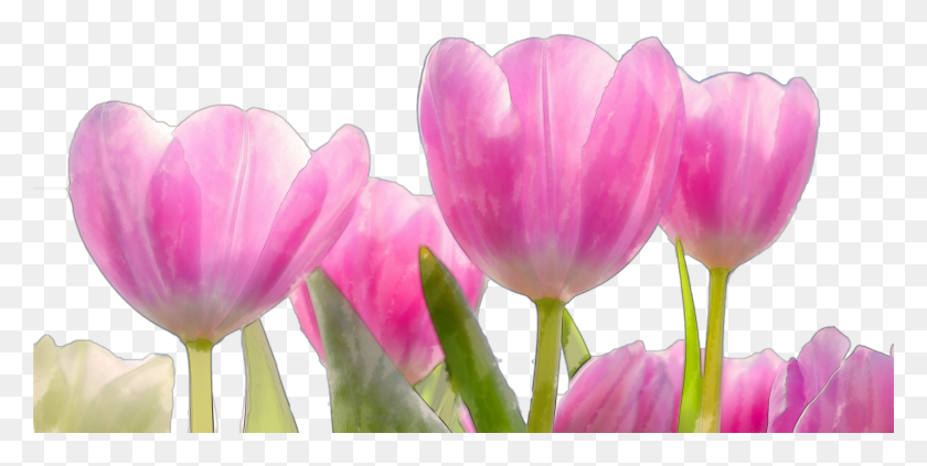 4001x1863 Beautiful Watercolor Pink Flowers Transparent Natural Flowers HD PNG Download
