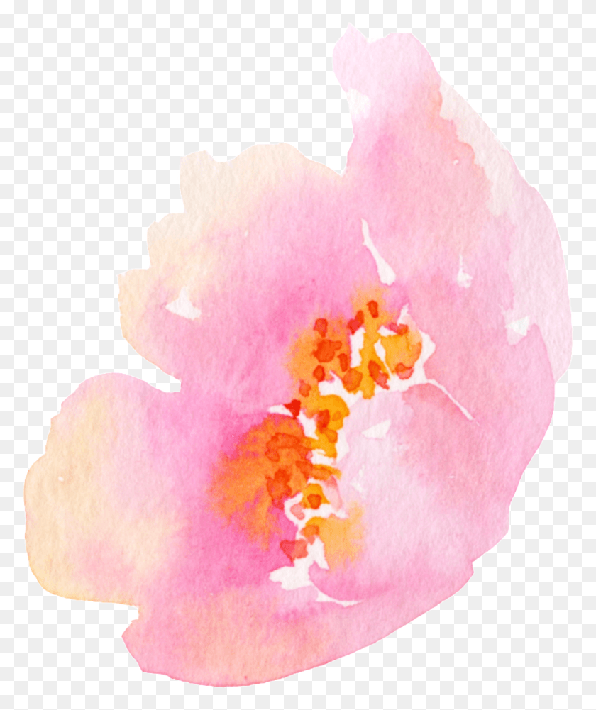 957x1155 Beautifully Blooming Flower Transparent Chinese Hibiscus, Plant, Blossom, Pollen HD PNG Download
