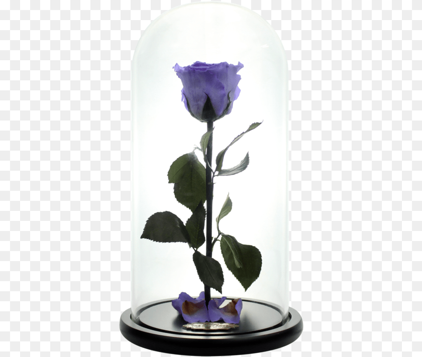 Beauty And The Beast Rose, Flower, Flower Arrangement, Plant, Ikebana Clipart PNG