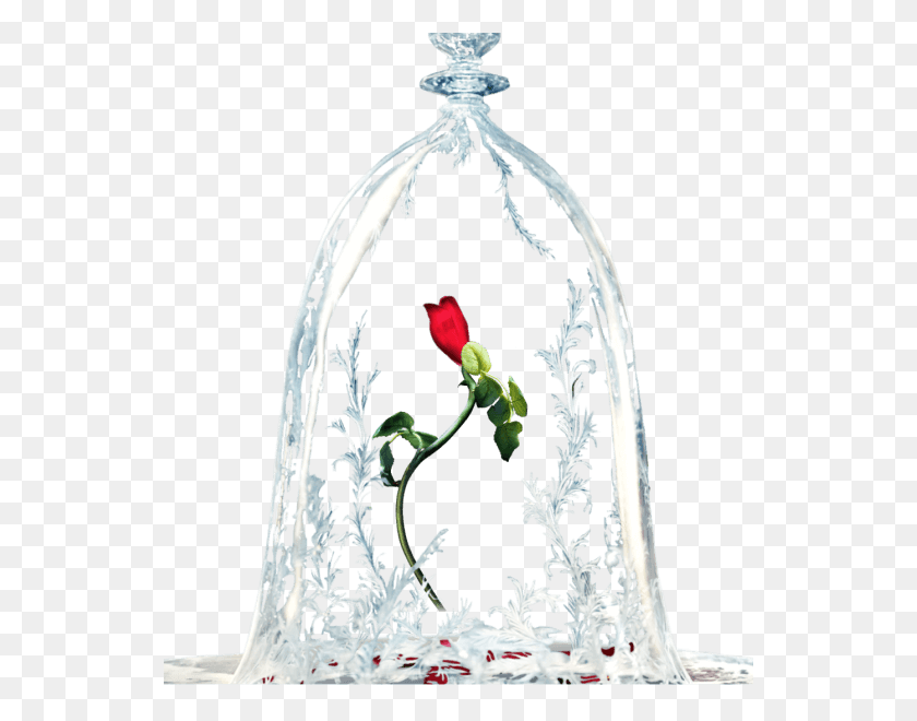 540x600 Beauty And The Beast Rose Transparent, Plant, Petal, Flower HD PNG Download