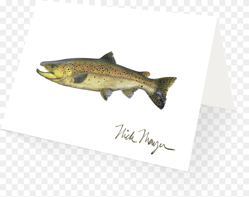 1669x1318 Beaver Pond Brook Trout Brook Trout Brook Trout Brook Trout Shot Glass, Animal, Fish, Sea Life, Coho Clipart PNG