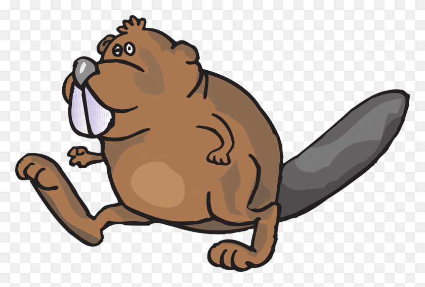 1280x835 Beaver Walking Animal Movement Image Cartoon With Buck Teeth, Mammal, Wildlife, Rodent HD PNG Download
