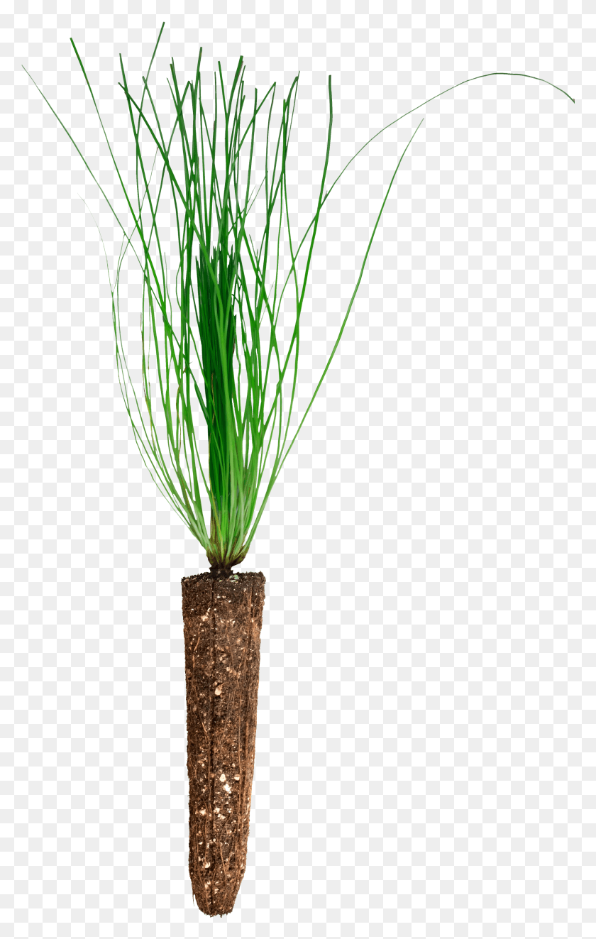 2981x4830 Because Our Goal Is To Provide You With The Best Quality Grass HD PNG Download