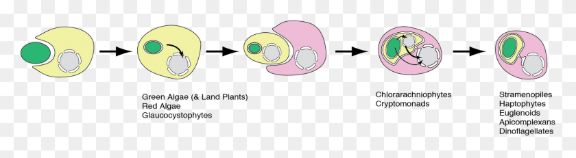 1600x352 Because The Host Cell Has A Nuclear And Mitochondrial Endosymbiosis Cartoon, Egg, Food HD PNG Download