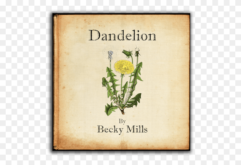 515x516 Becky Mills 39dandelion39 Dandelion Botanical Illustration, Book, Plant, Flower HD PNG Download