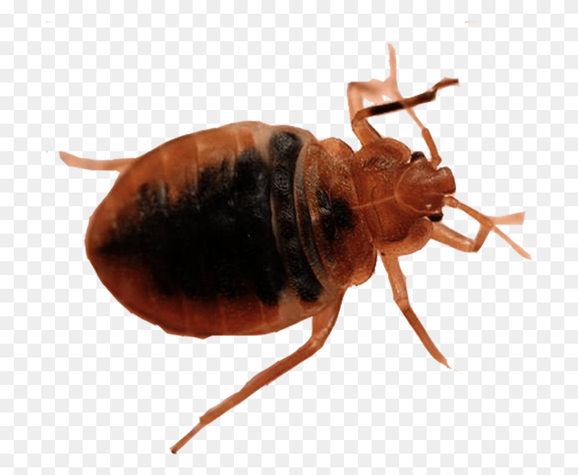 708x631 Bed Bug, Invertebrate, Animal, Insect HD PNG Download