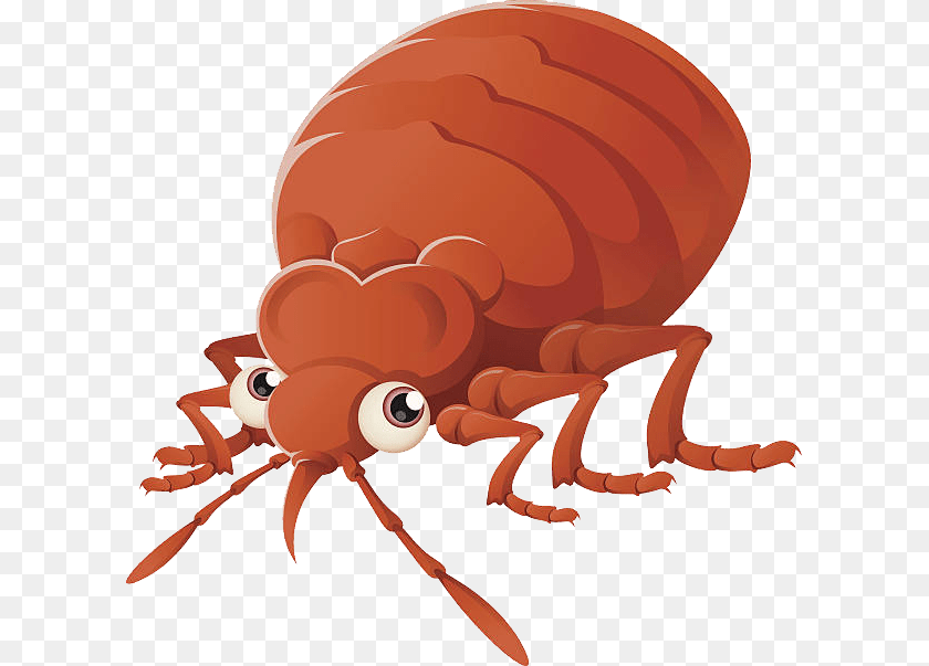 Bed Bug, Food, Ketchup, Animal, Flea PNG