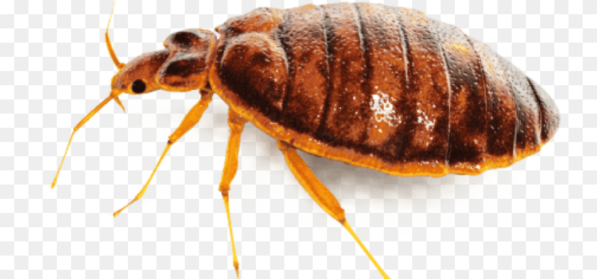 800x393 Bed Bug Bed Bug Images, Animal, Insect, Invertebrate Transparent PNG