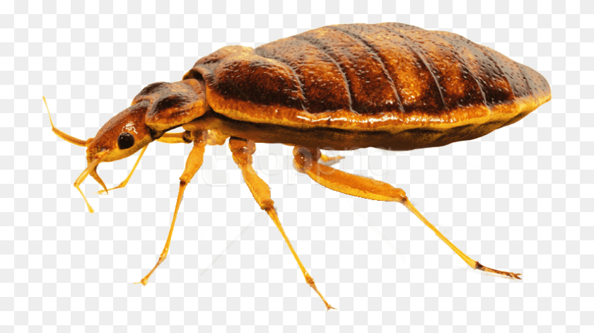 723x411 Bed Bug Close Up Images Background Bed Bug, Fungus, Insect, Invertebrate HD PNG Download