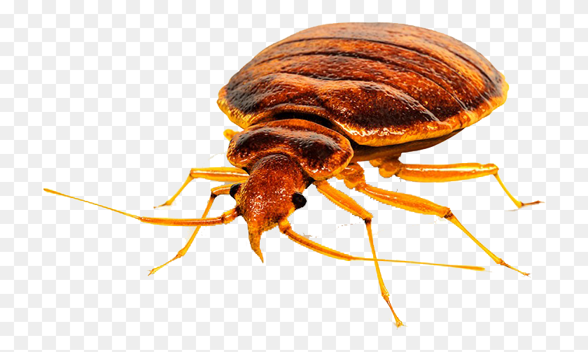 720x443 Bed Bug Head, Insect, Invertebrate, Animal HD PNG Download