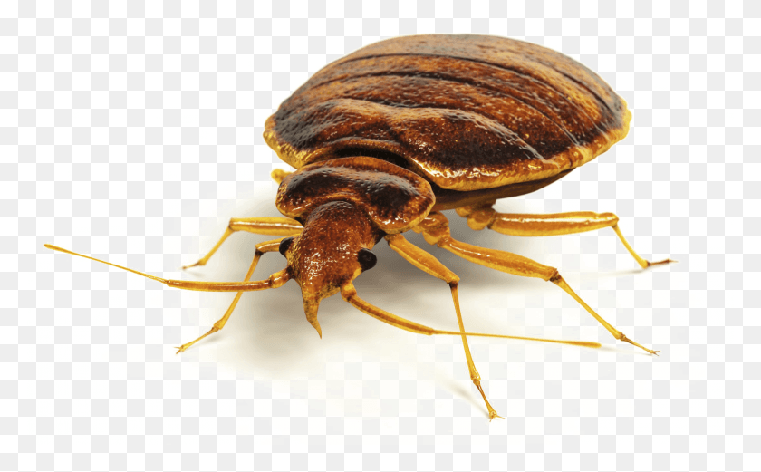 2201x1303 Bed Bug Pic Bed Bugs, Insect, Invertebrate, Animal HD PNG Download