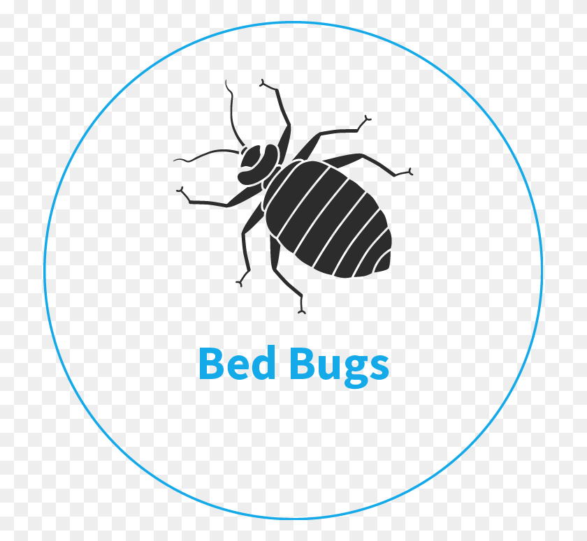 715x715 Bed Bug Removal Services Sja Pest Control King39s Lynn Bed Bug Clipart Black And White, Invertebrate, Animal, Insect HD PNG Download