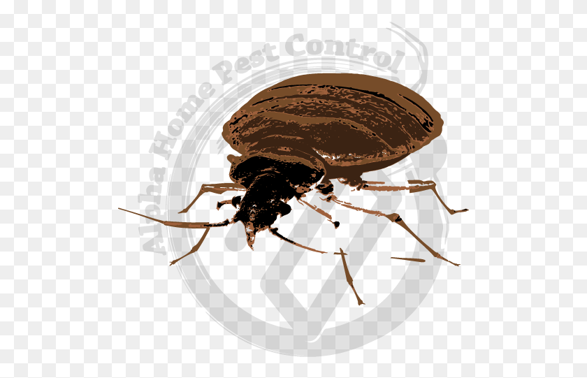 503x481 Bed Bug Treatment Flea, Animal, Invertebrate, Insect HD PNG Download