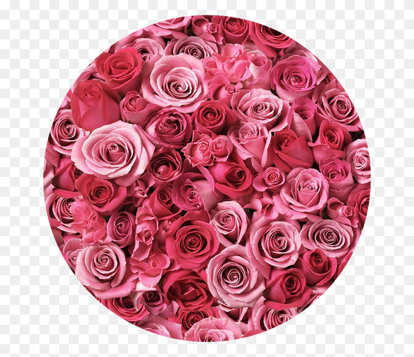 666x666 Клумба Из Роз Развлечения Розовый Цветок, Роза, Цветок, Растение Hd Png Скачать