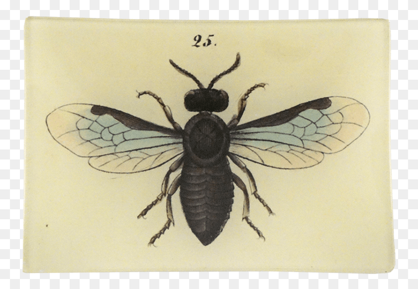 751x520 Abeja, Avispa, Insecto, Invertebrado Hd Png