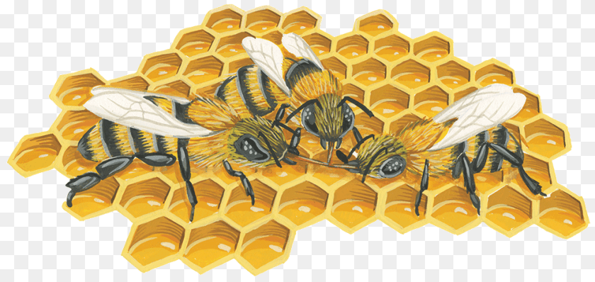 999x473 Bee, Animal, Invertebrate, Insect, Wasp PNG