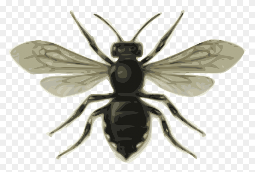 960x624 Abeja Png / Insecto Png