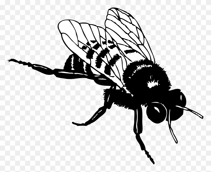2400x1924 Bee Clipart Clipart Black And White Bee, Insect, Invertebrate, Animal HD PNG Download