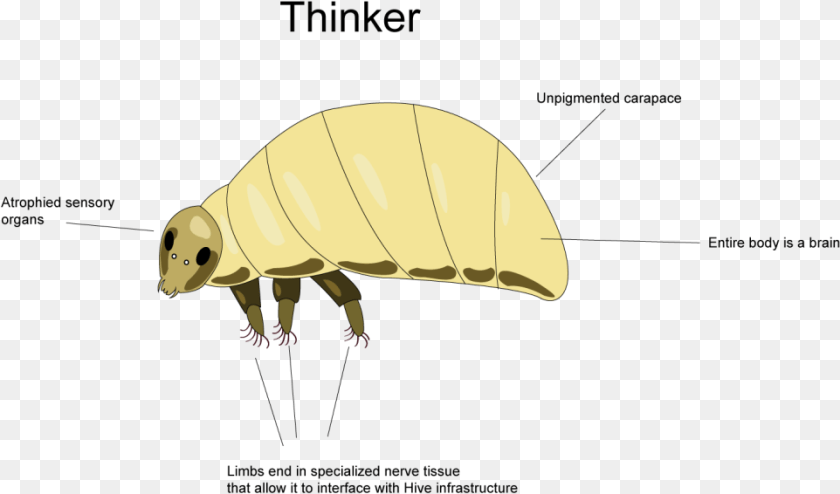 Bee Bee, Animal, Flea, Insect, Invertebrate PNG