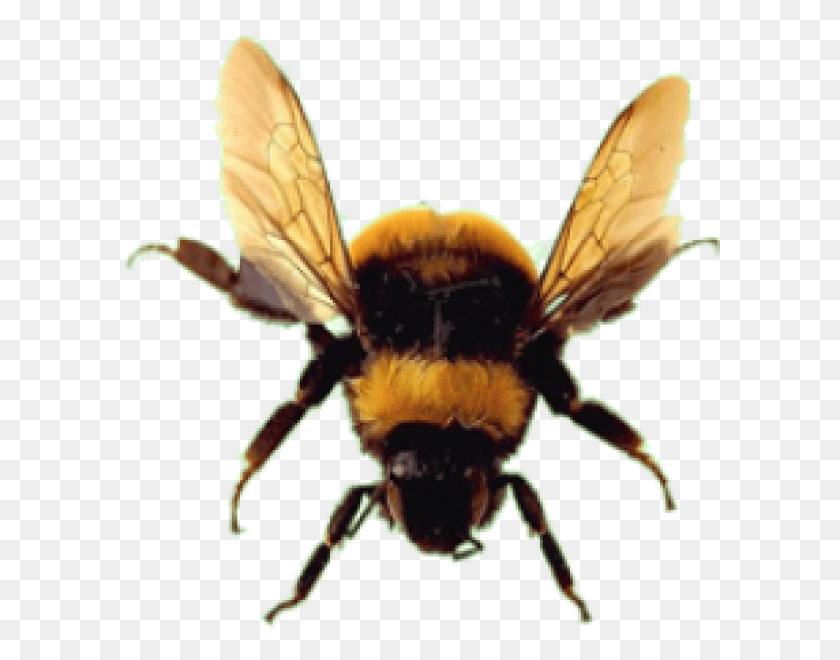 600x600 Bee Free Bee No Background, Apidae, Insect, Invertebrate HD PNG Download